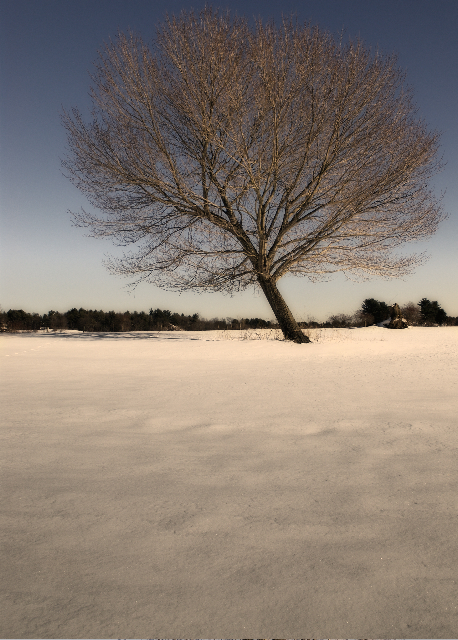 Lone Tree in Winter